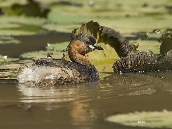 Pikku-uikku, Little Grebe, Tachybaptus ruficollis
